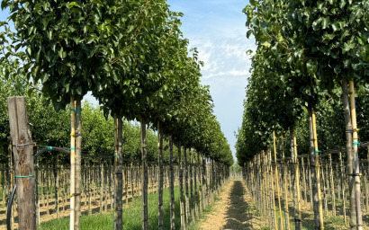 Pyrus Calleryana "Chanticleer"